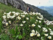 CIME ALBEN fiorite ad anello dal Passo Crocetta-22giu21-  FOTOGALLERY